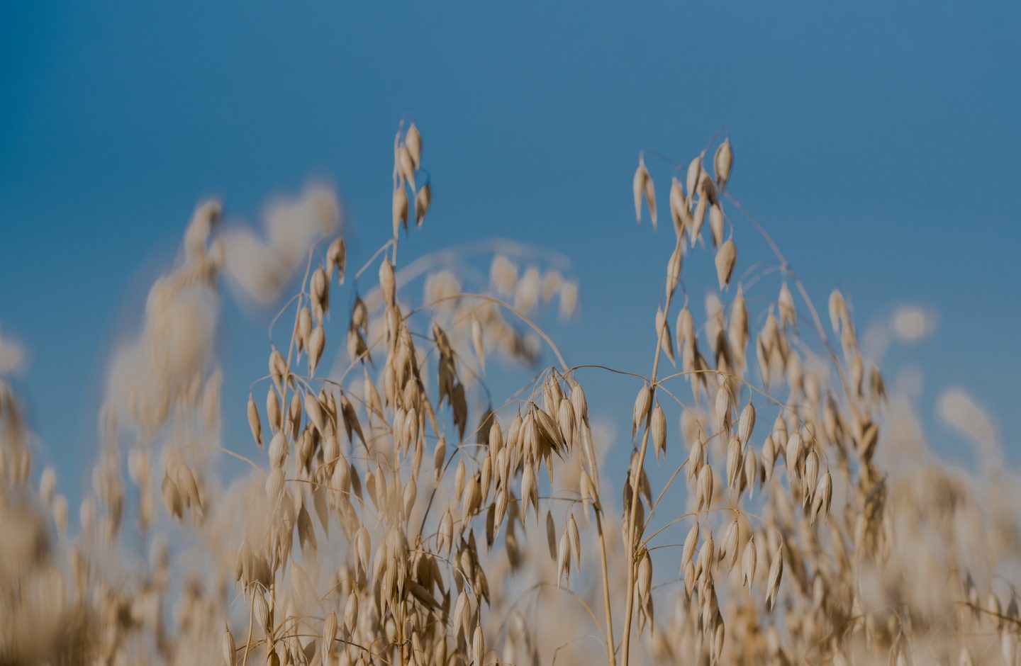 EUROPE’S PREMIER OATMILLER