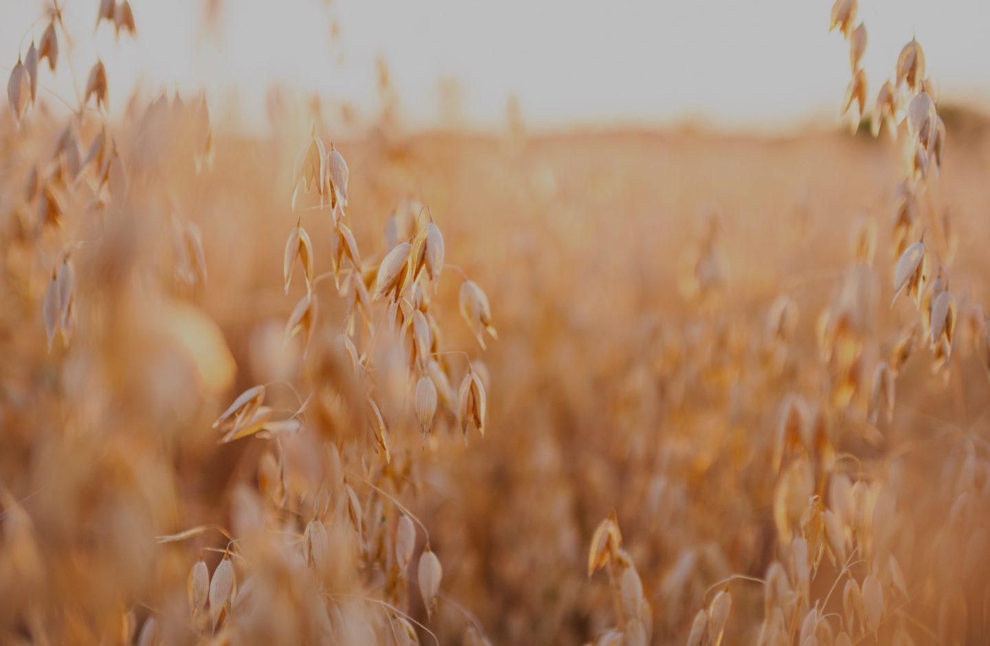 OATS EXPERTLY ENGINEERED FOR YOU